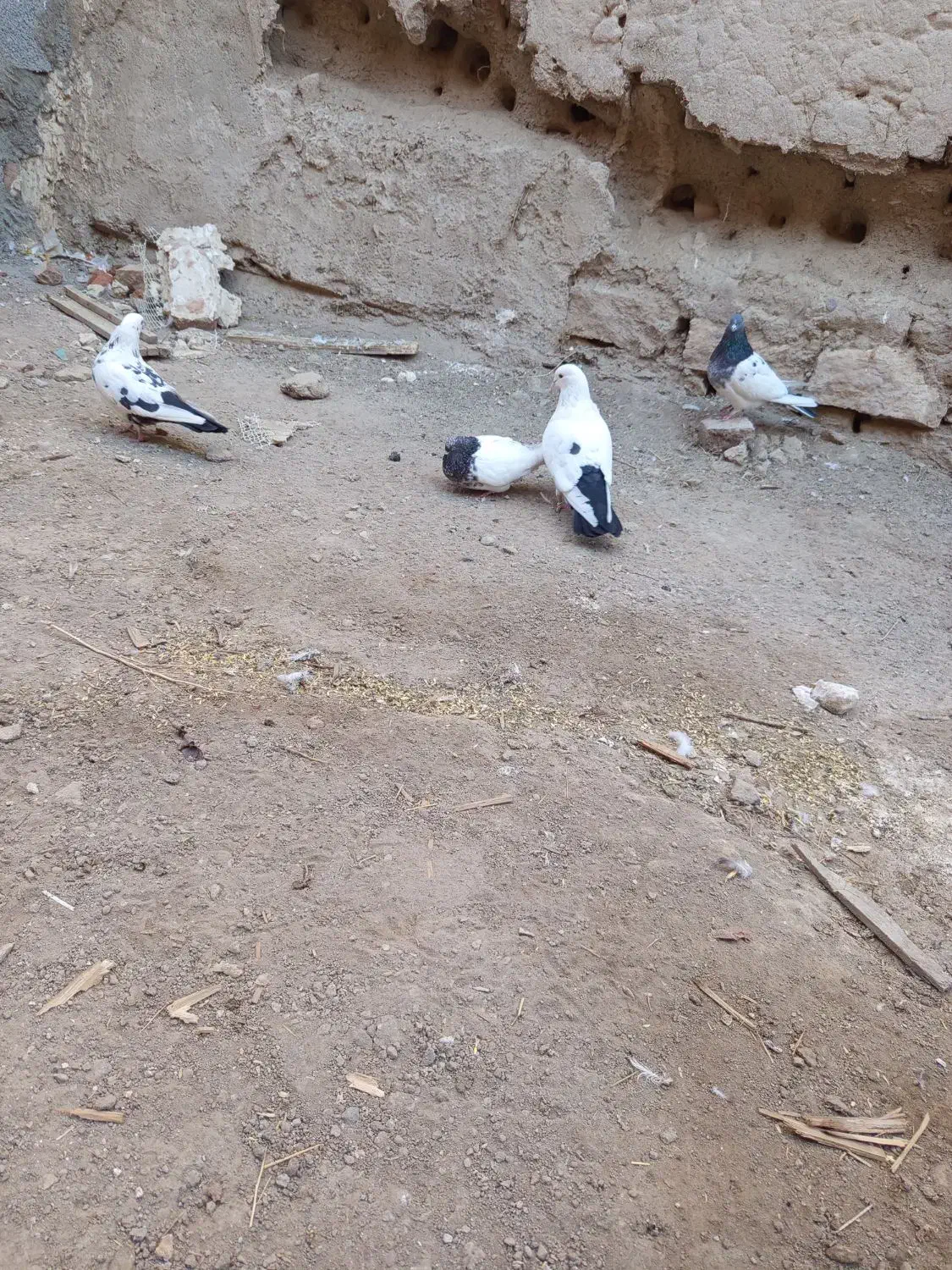 کبوتر مناسب نسل کشی|پرنده|آذرشهر, |دیوار