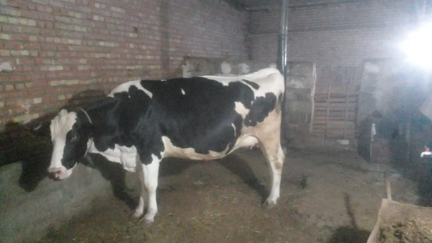 گاوابستن سنگین|حیوانات مزرعه|هریس, |دیوار