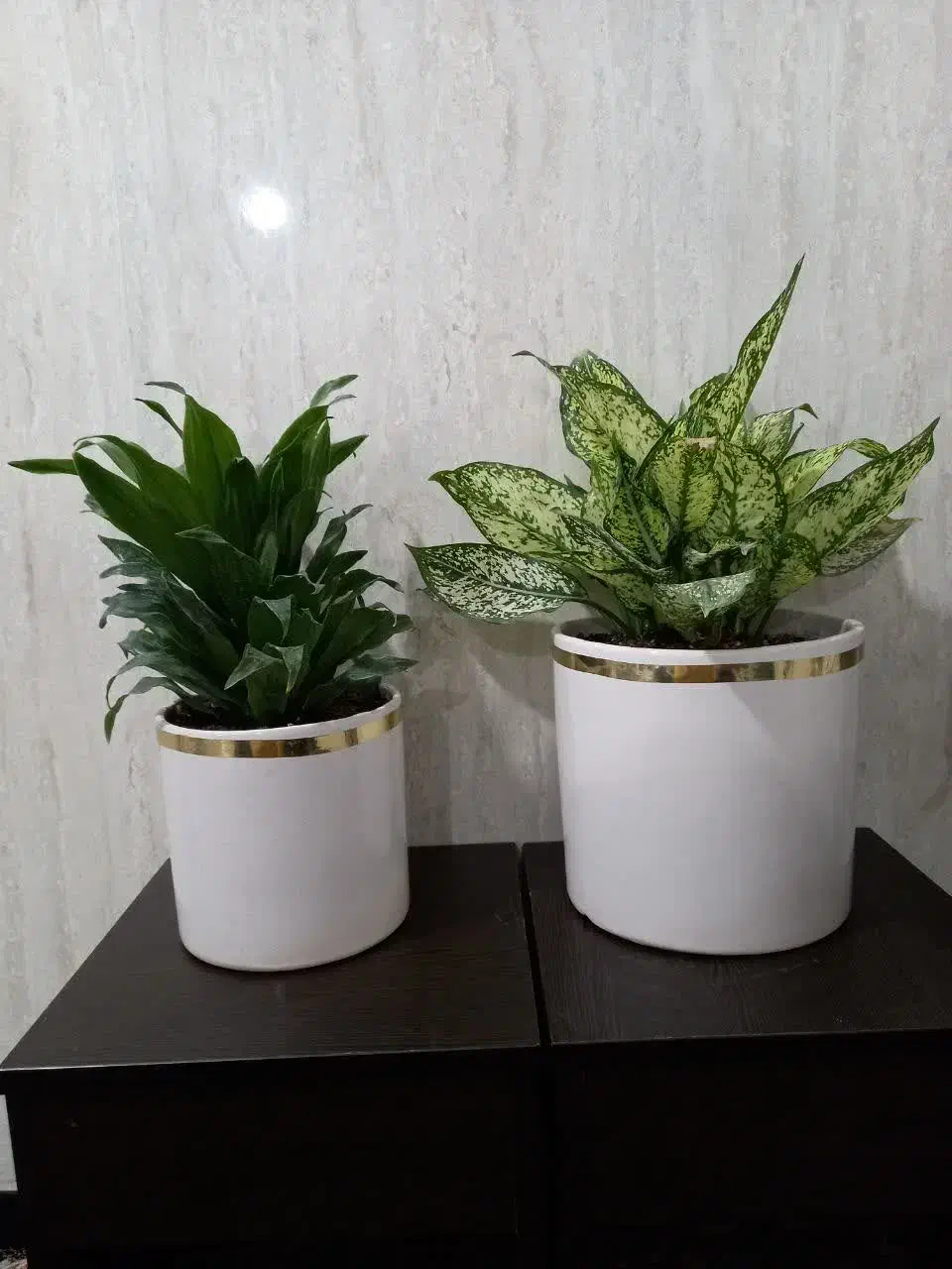 به مناسبت روز مادر|گل و گیاه طبیعی|بندر ماهشهر, |دیوار