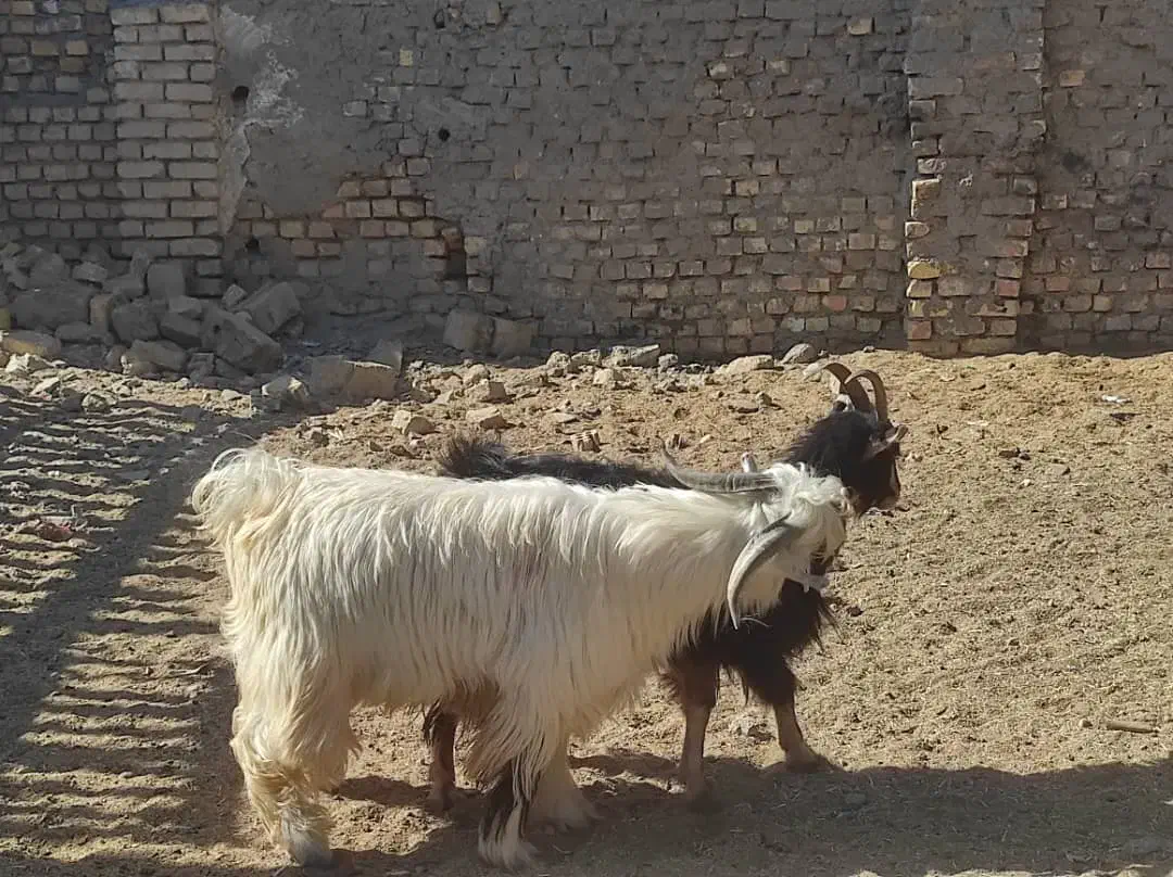بز .بزغاله. گوسفند . چپش|حیوانات مزرعه|لنجان, |دیوار