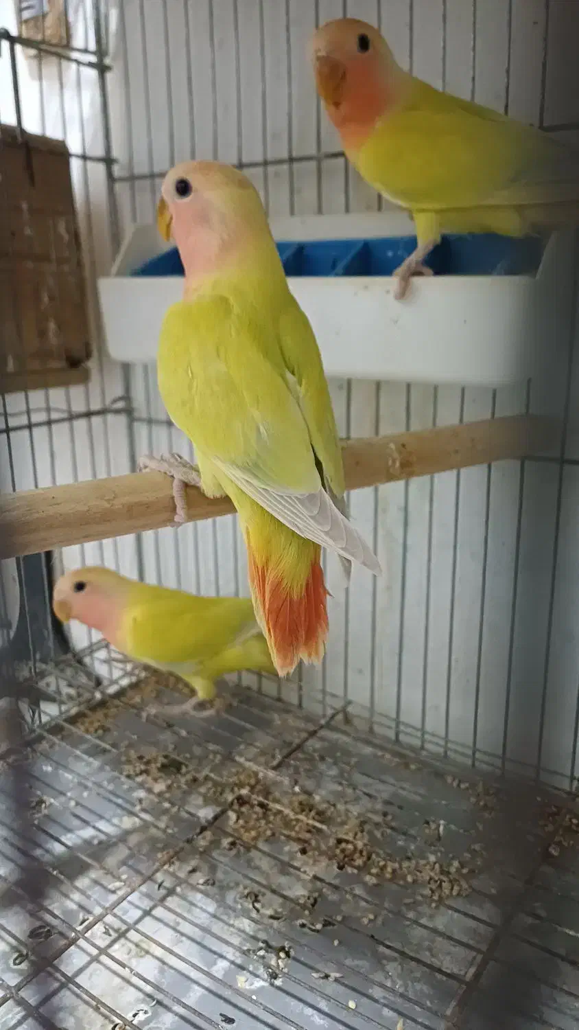 جوجه برزیلی دونخور اوپال سر نارنجی|پرنده|رشت, یخسازی|دیوار