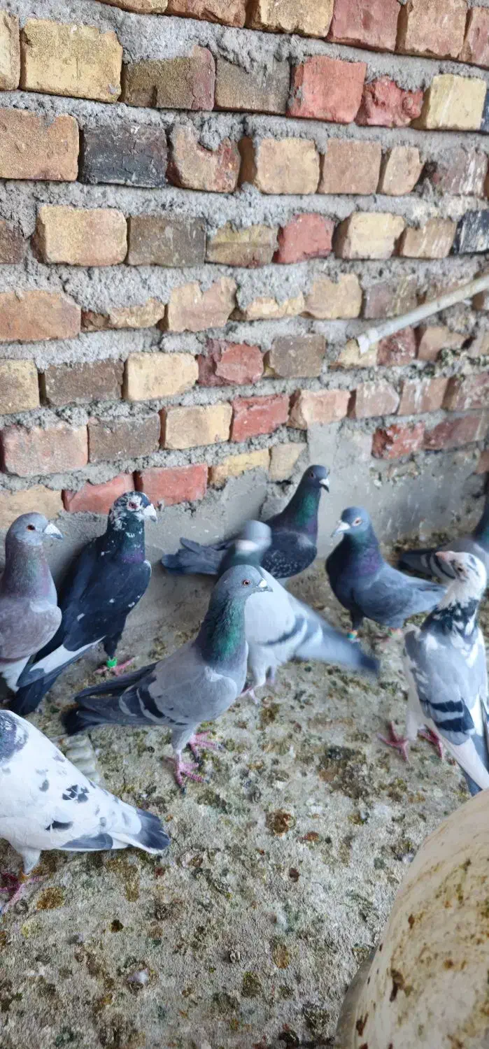 ۲۰تا نر|پرنده|خاش, |دیوار