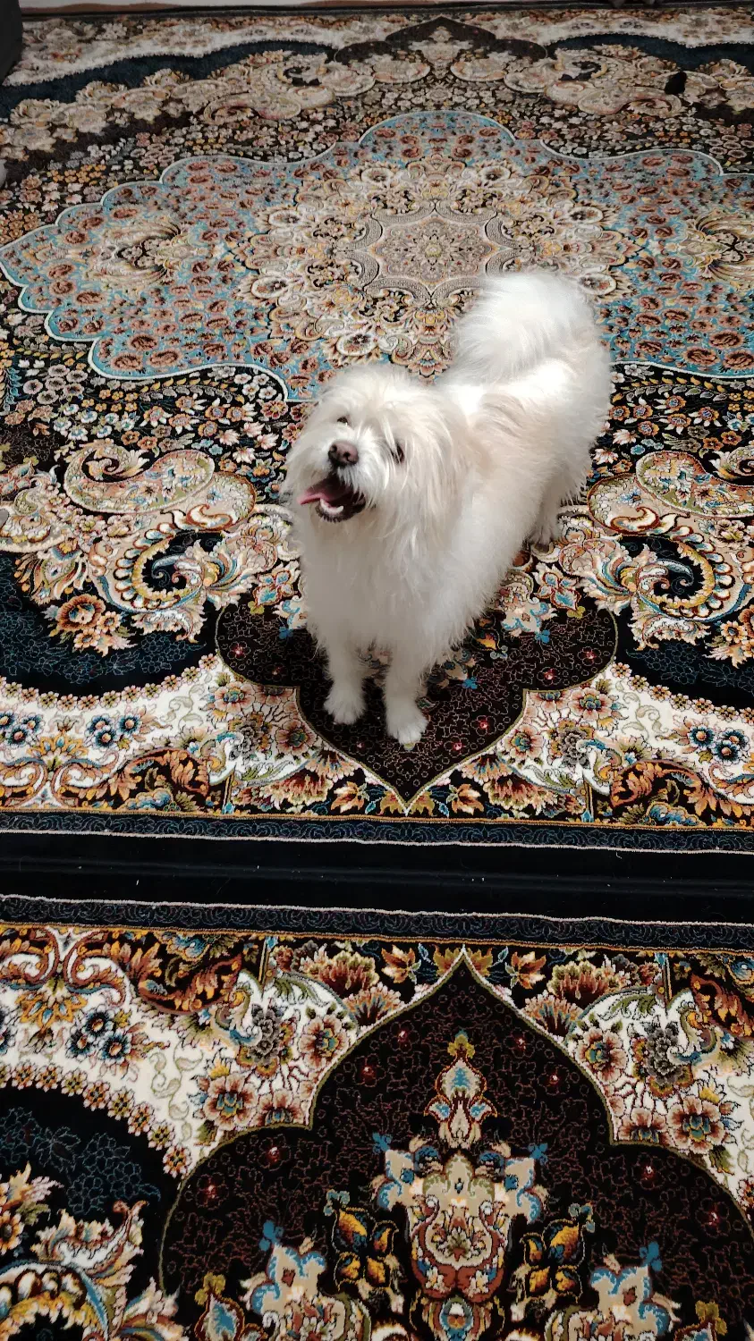 نژاد شیتزو تری|سگ|اصفهان, رهنان|دیوار