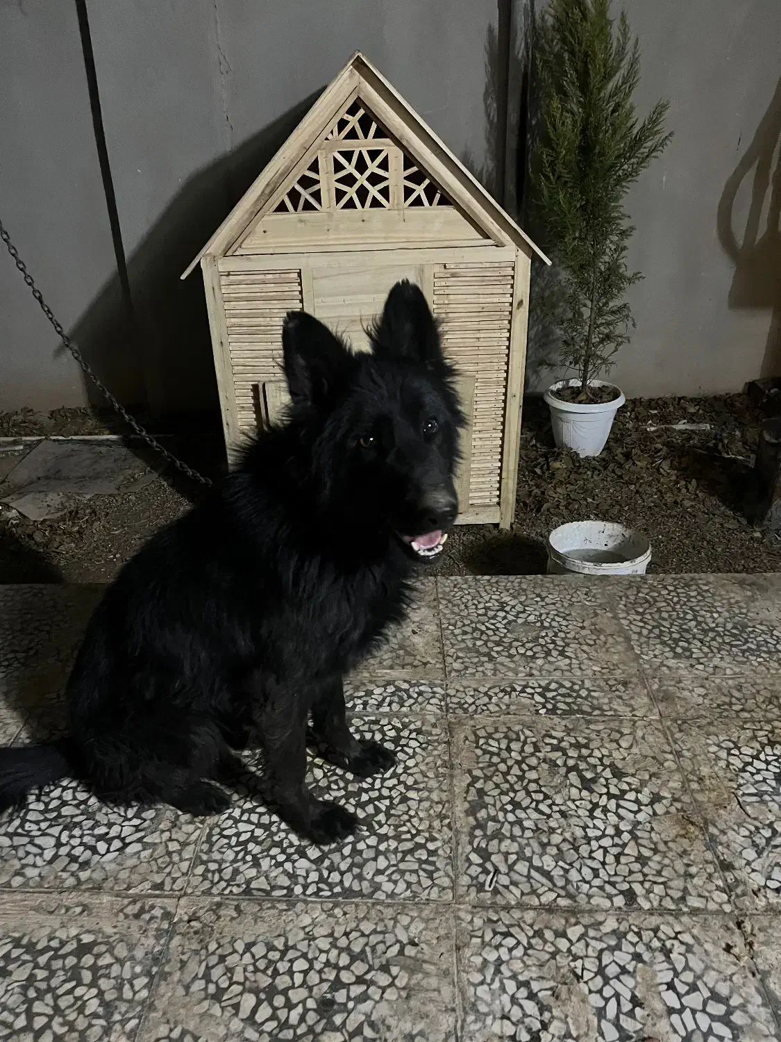 سگ ژرمن بلک|سگ|قم, شهرک قدس|دیوار