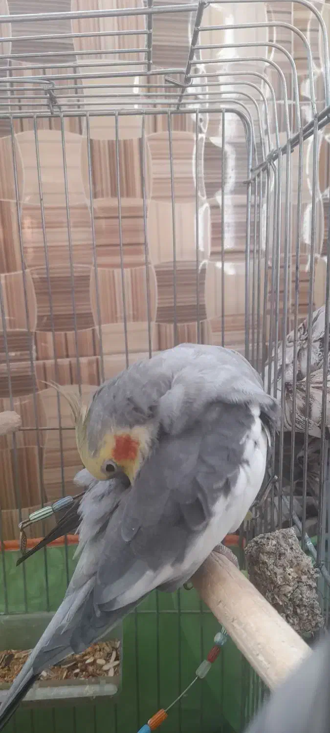 یک جفت عروس هلندی نر وماده|پرنده|سامان, |دیوار