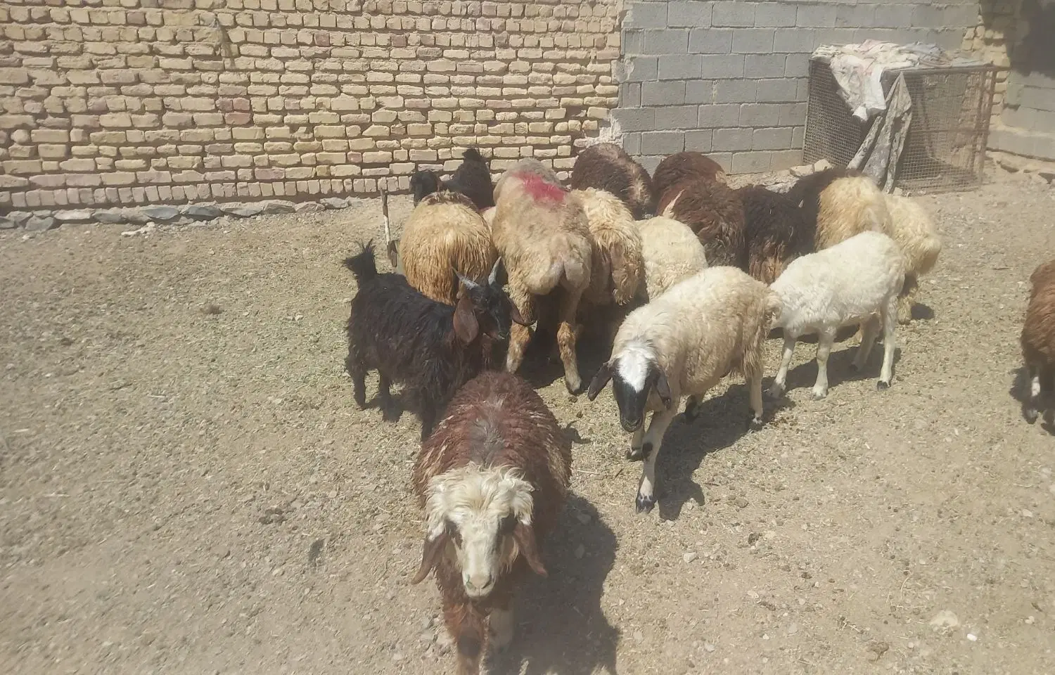 بره|حیوانات مزرعه|مرودشت, مختارآباد|دیوار