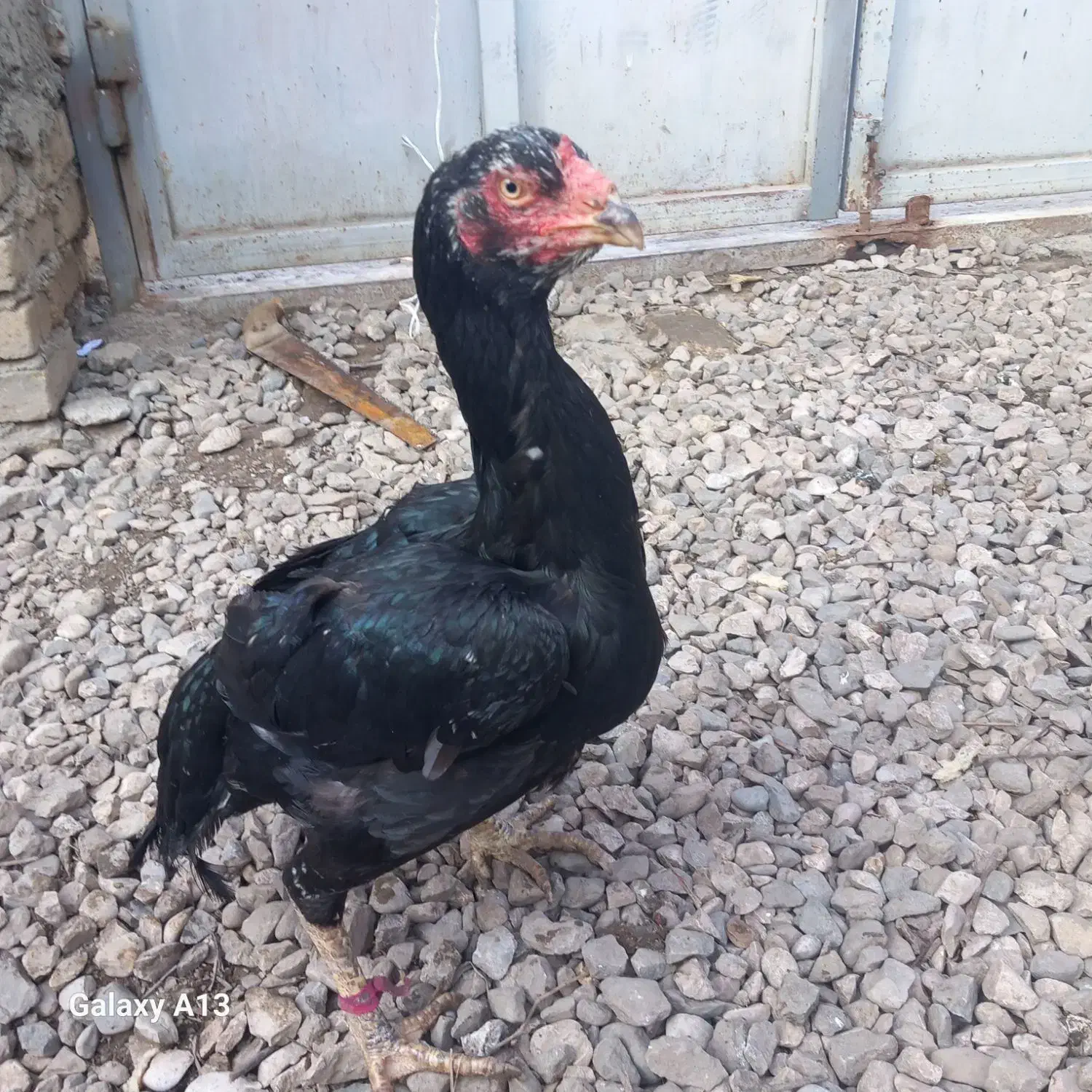 مرغ لاری|حیوانات مزرعه|نگین شهر, |دیوار