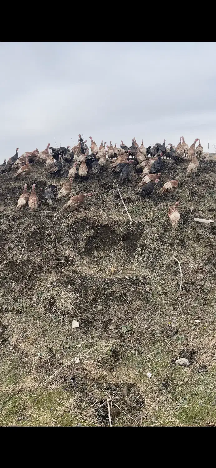 بوقلمون محلی|حیوانات مزرعه|مریوان, |دیوار