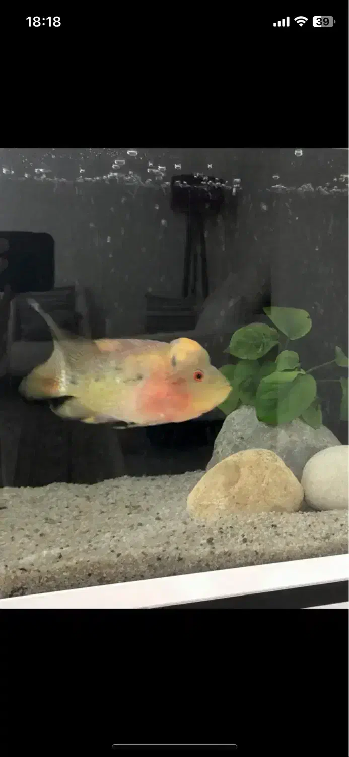 ماهی فلاورهورن|ماهی|بندرعباس, |دیوار