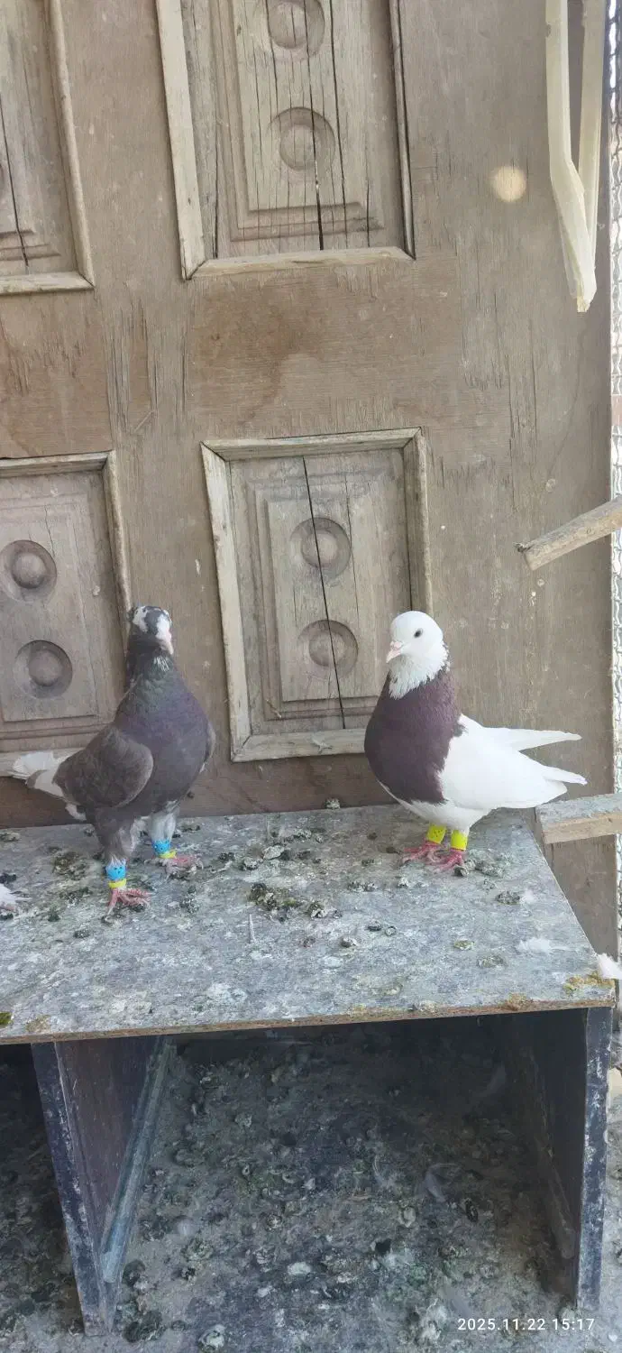 لیلک بزن خوب وکوهی بزن|پرنده|مرودشت, پشت سایپا‎|دیوار