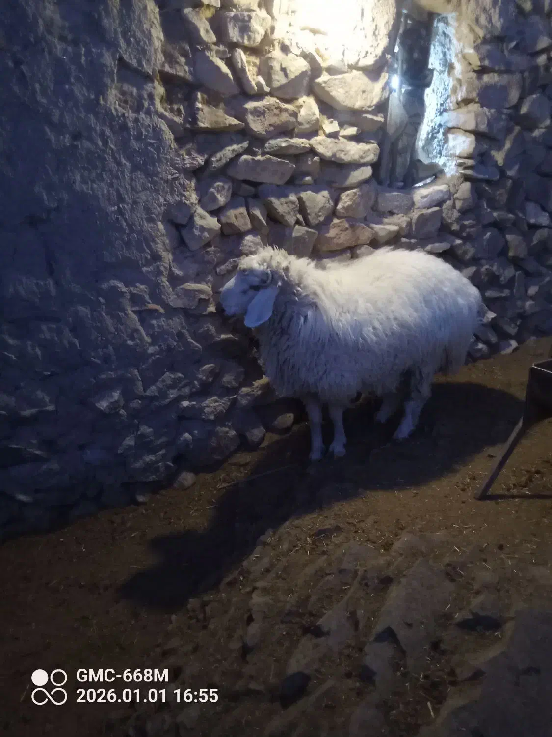 بره نر|حیوانات مزرعه|سده (خراسان جنوبی), |دیوار