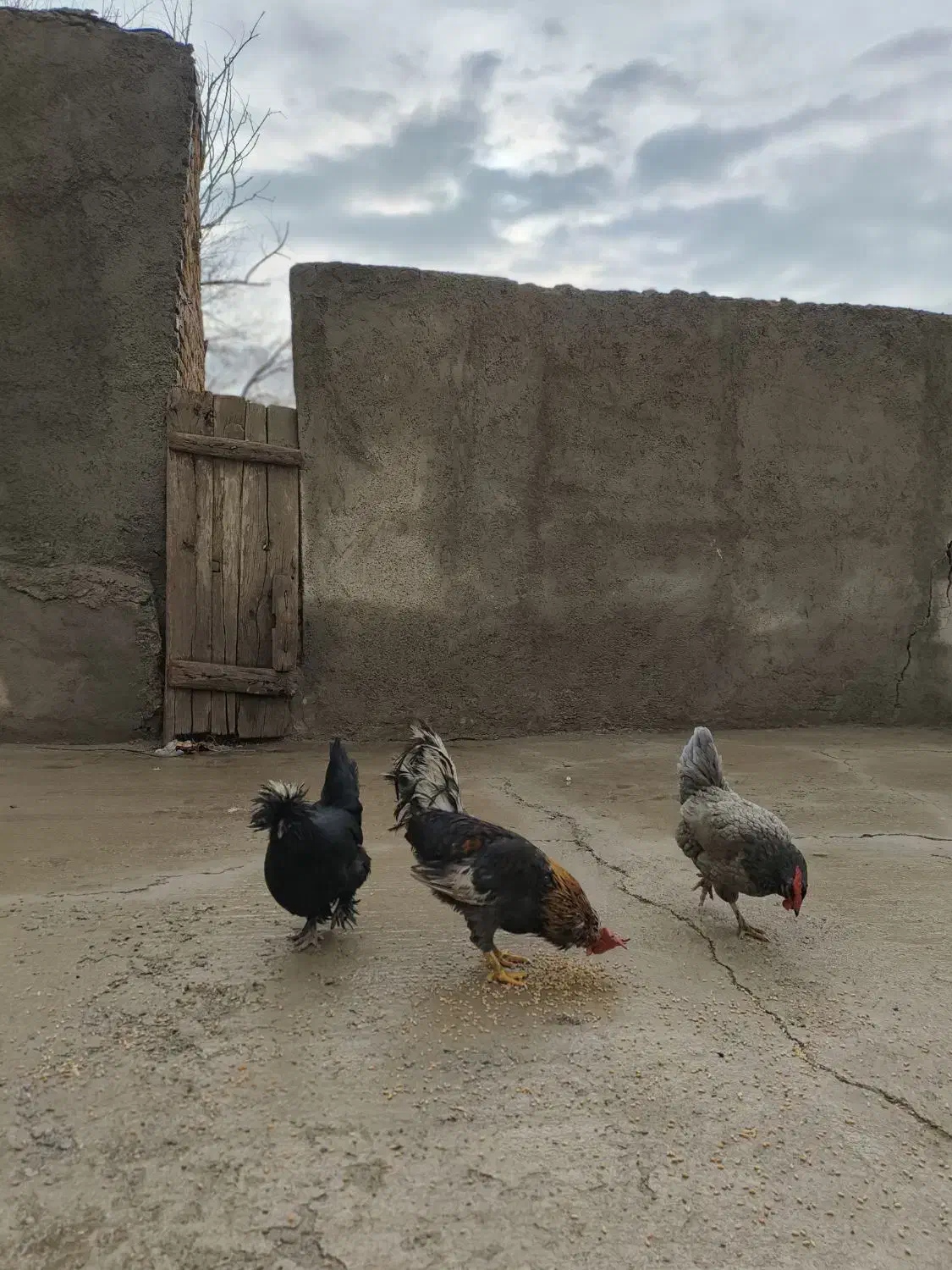 مرغ و خروس محلی|حیوانات مزرعه|بشاریات, |دیوار