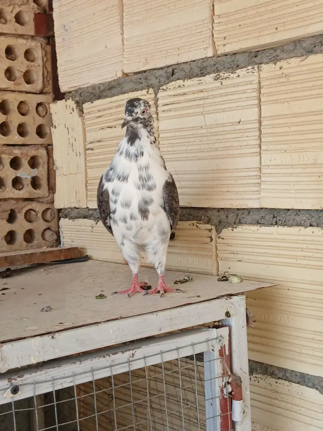 کفتر.تهرونی.زینتی.فاشهای|پرنده|خمینیشهر, |دیوار