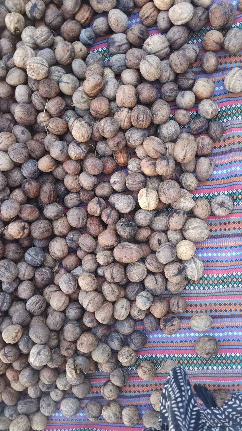 گردو|خوردنی و آشامیدنی|اردبیل, |دیوار