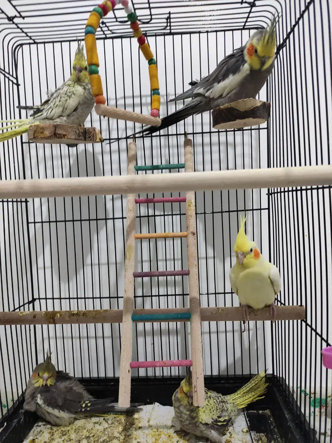 جفت عروس هلندی جوان به همراه جوجه|پرنده|شیروان (خراسان), |دیوار