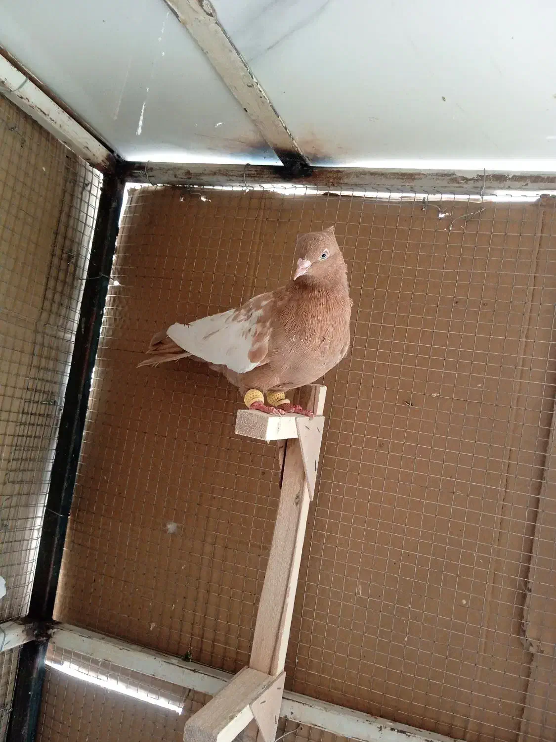 کبوترسینه زرد|پرنده|شیراز, سعدیه شمالی|دیوار