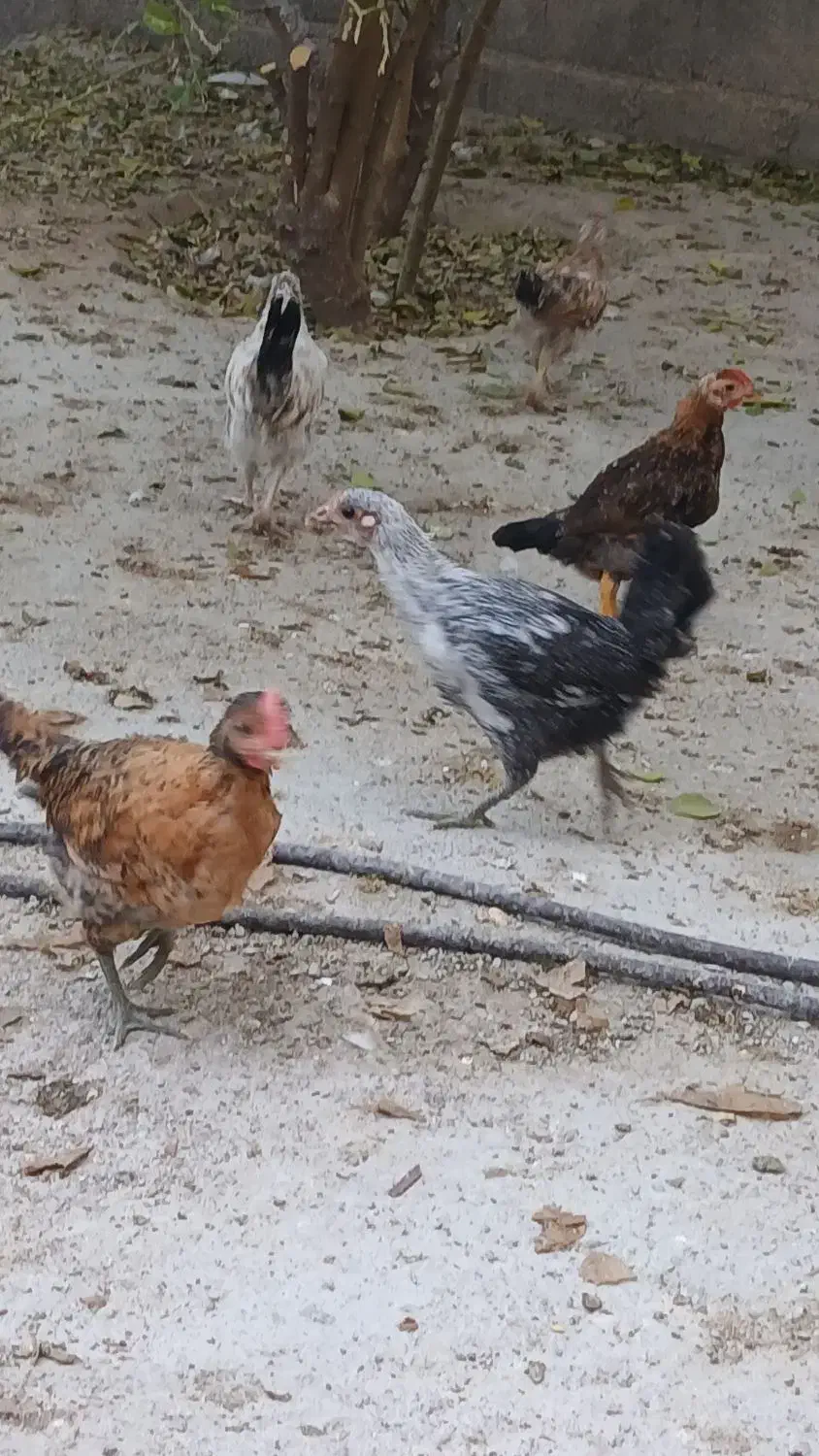 جوجه ۲ ماهه محلی|حیوانات مزرعه|سوق, |دیوار