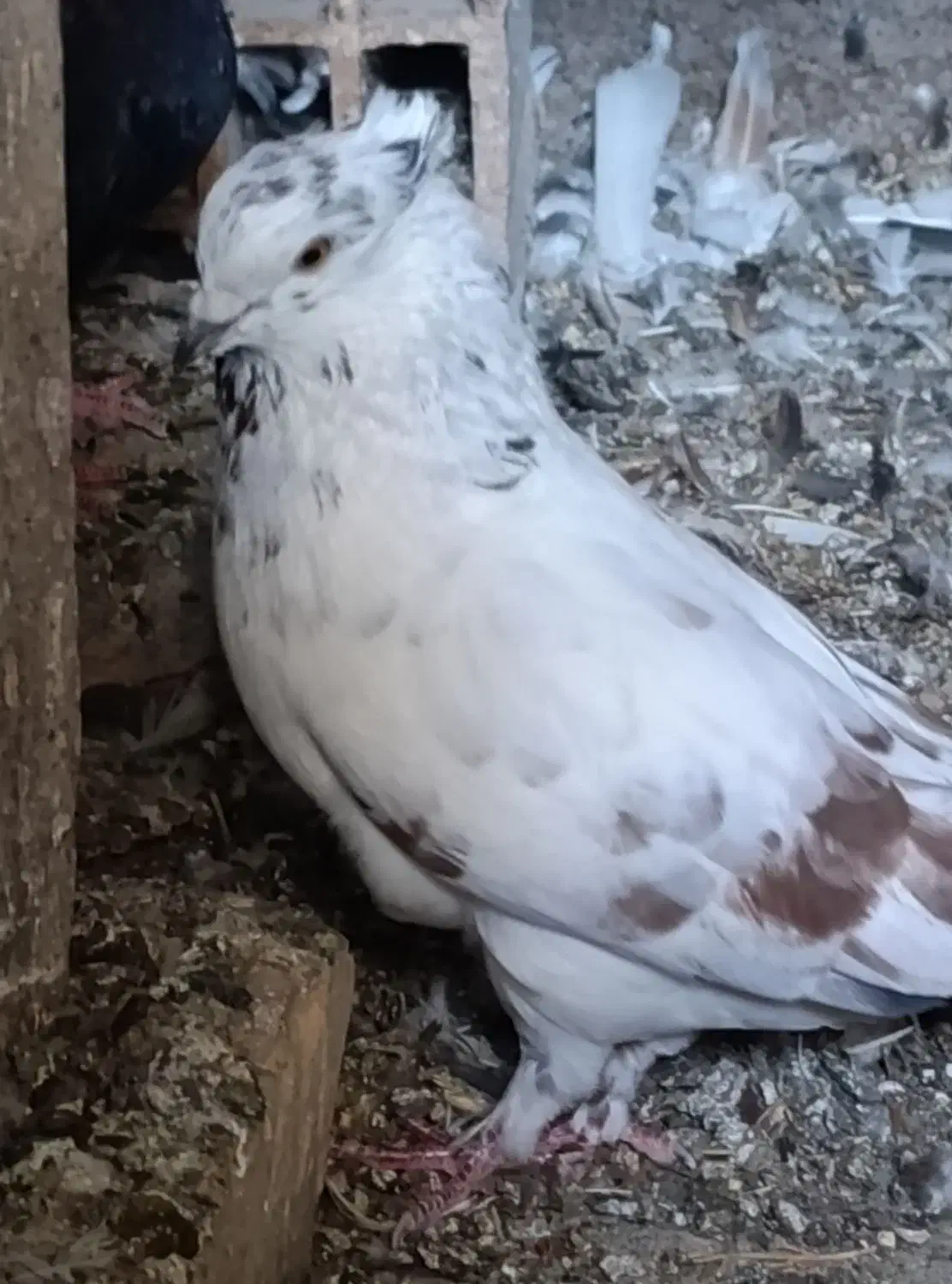 کبوتر پرشی|پرنده|سنگدوین, |دیوار