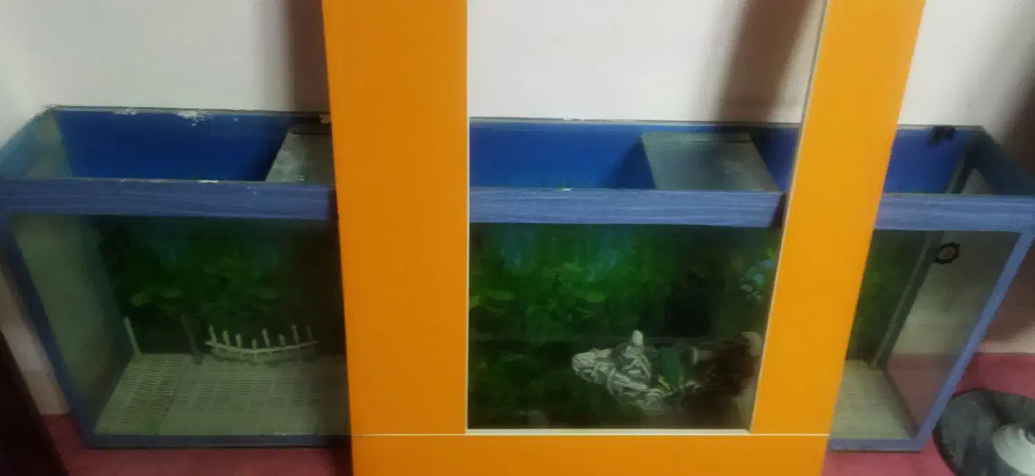 اکواریوم|ماهیگیری|بیرجند, |دیوار