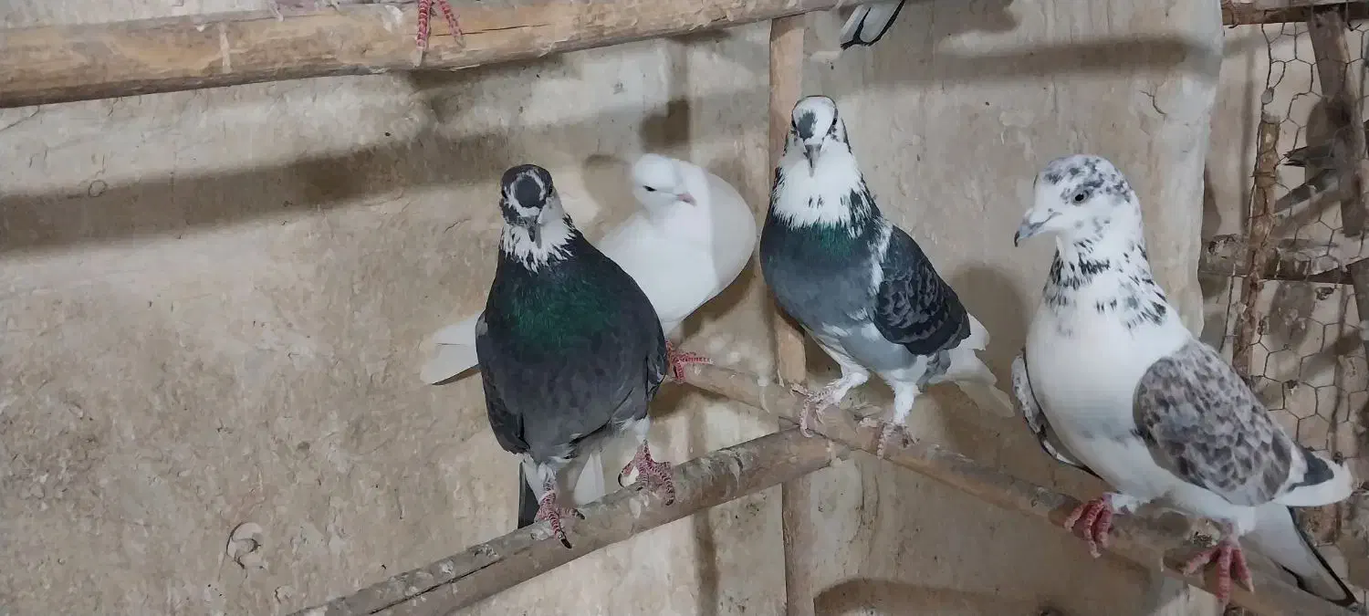 کبوترپرشی|پرنده|ری, فیروزآباد|دیوار