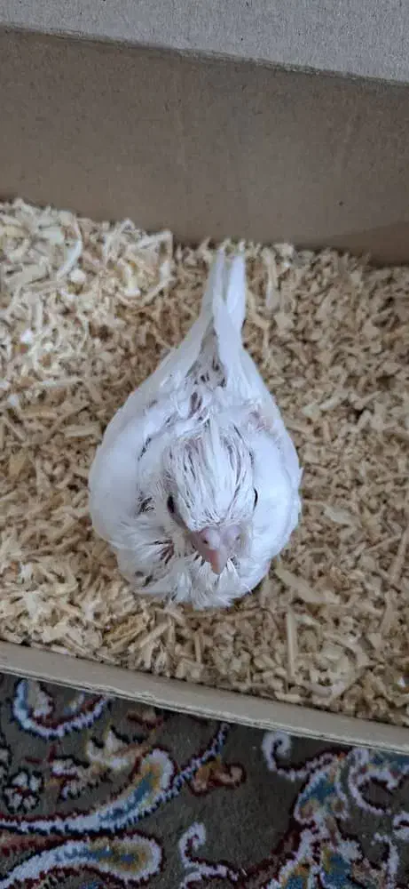 جوجه های سرلاکی انواع پرندگان|پرنده|تهران, علم و صنعت|دیوار