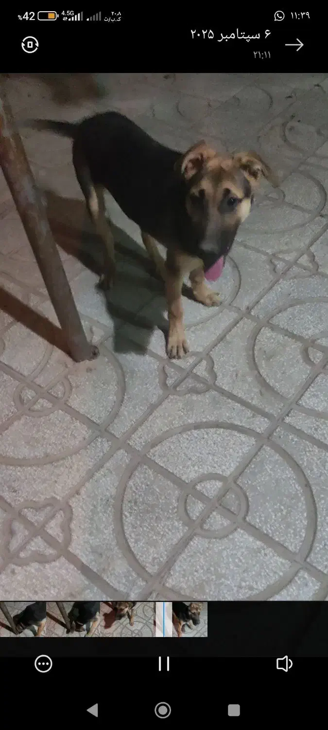 واگذاری سگ میکس ژرمن|سگ|جوین, |دیوار