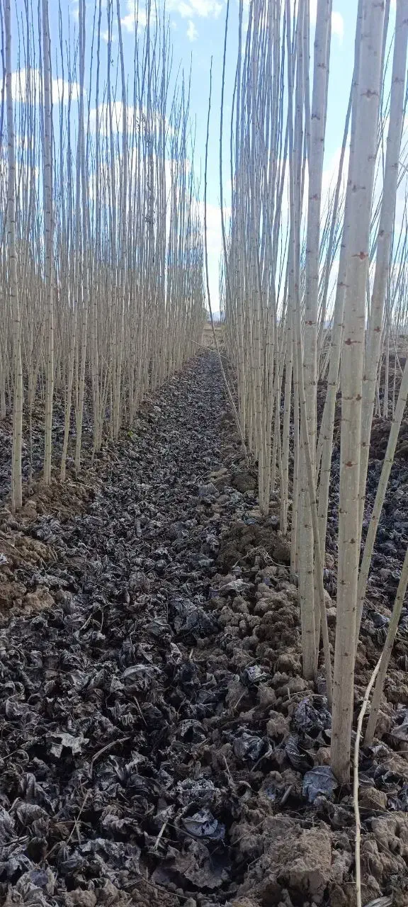 نهال صنوبر نیگرا (اصل)|خدمات باغبانی و درختکاری|صومعه‌سرا, |دیوار