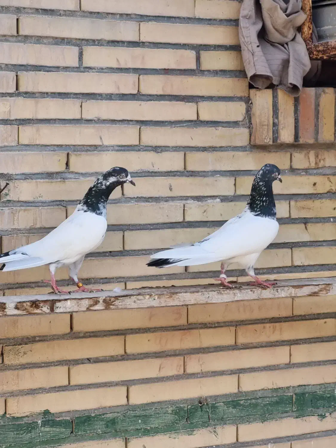 کفتر پاکستانی پرشی|پرنده|بندرلنگه, |دیوار