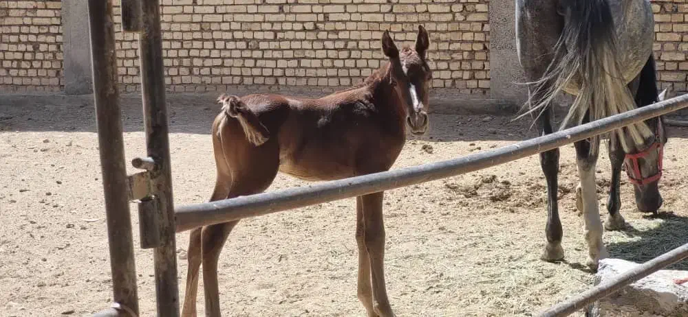 کره مادیون پنج ماهه|اسب و تجهیزات اسبسواری|اصفهان, باغ زرشک|دیوار