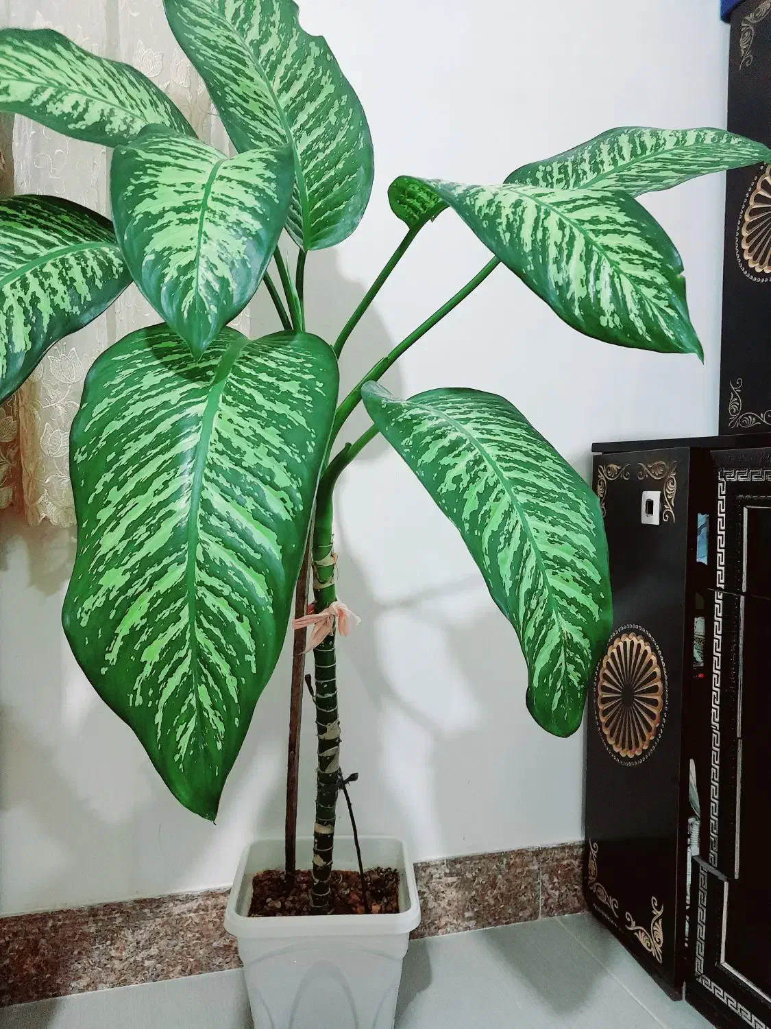 گل دیفن باخیا|گل و گیاه طبیعی|سرپل ذهاب, |دیوار