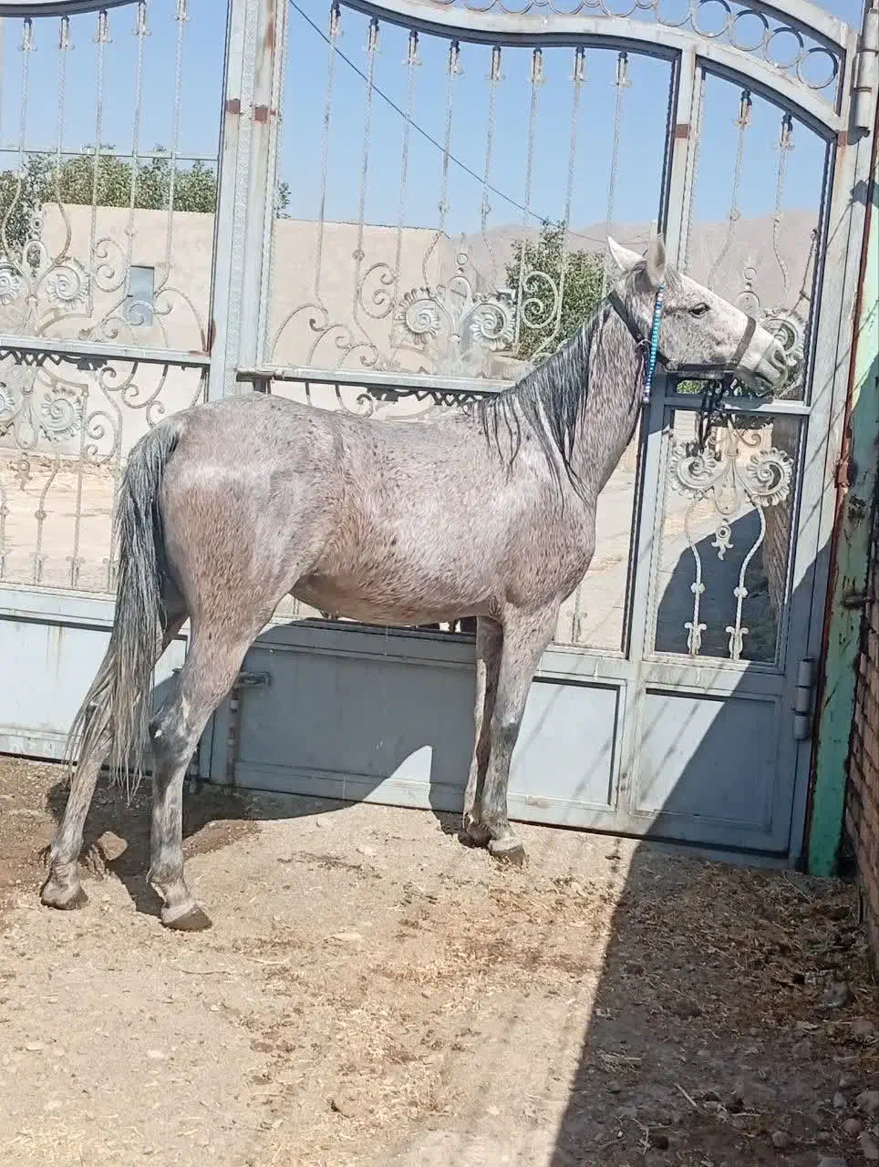 حیوان|اسب و تجهیزات اسبسواری|شازند, |دیوار