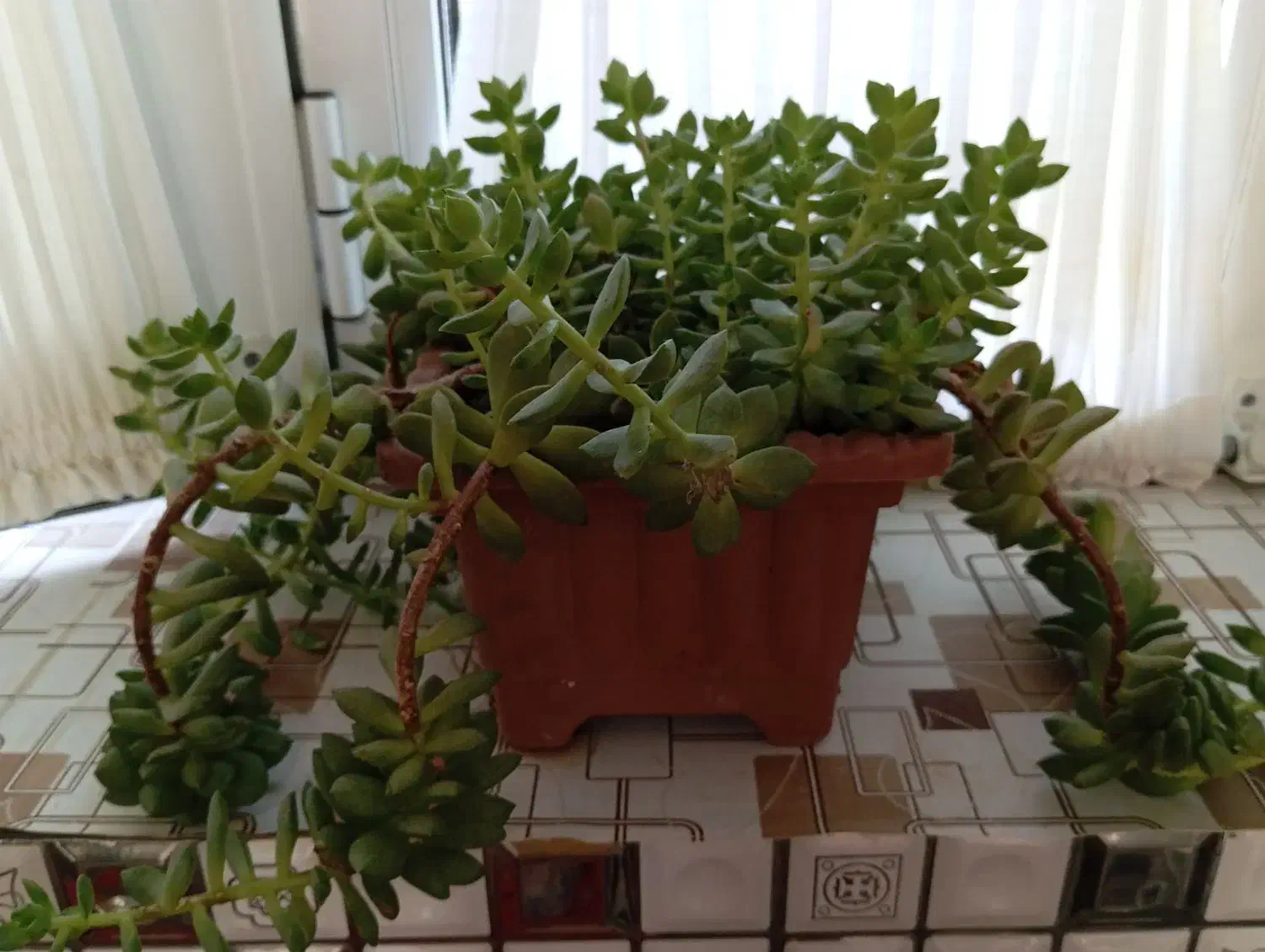 گل طبیعی|گل و گیاه طبیعی|مشگین شهر, |دیوار