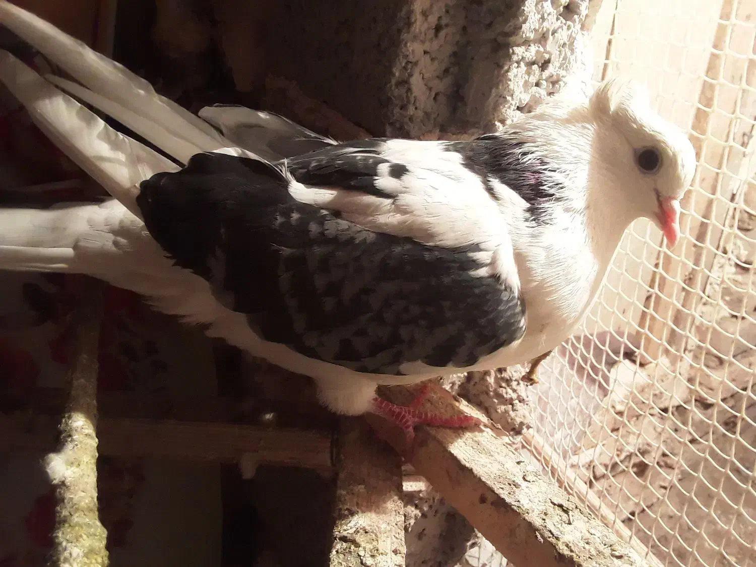 سلام دوستان یک ماده فروشی|پرنده|مشگین شهر, |دیوار