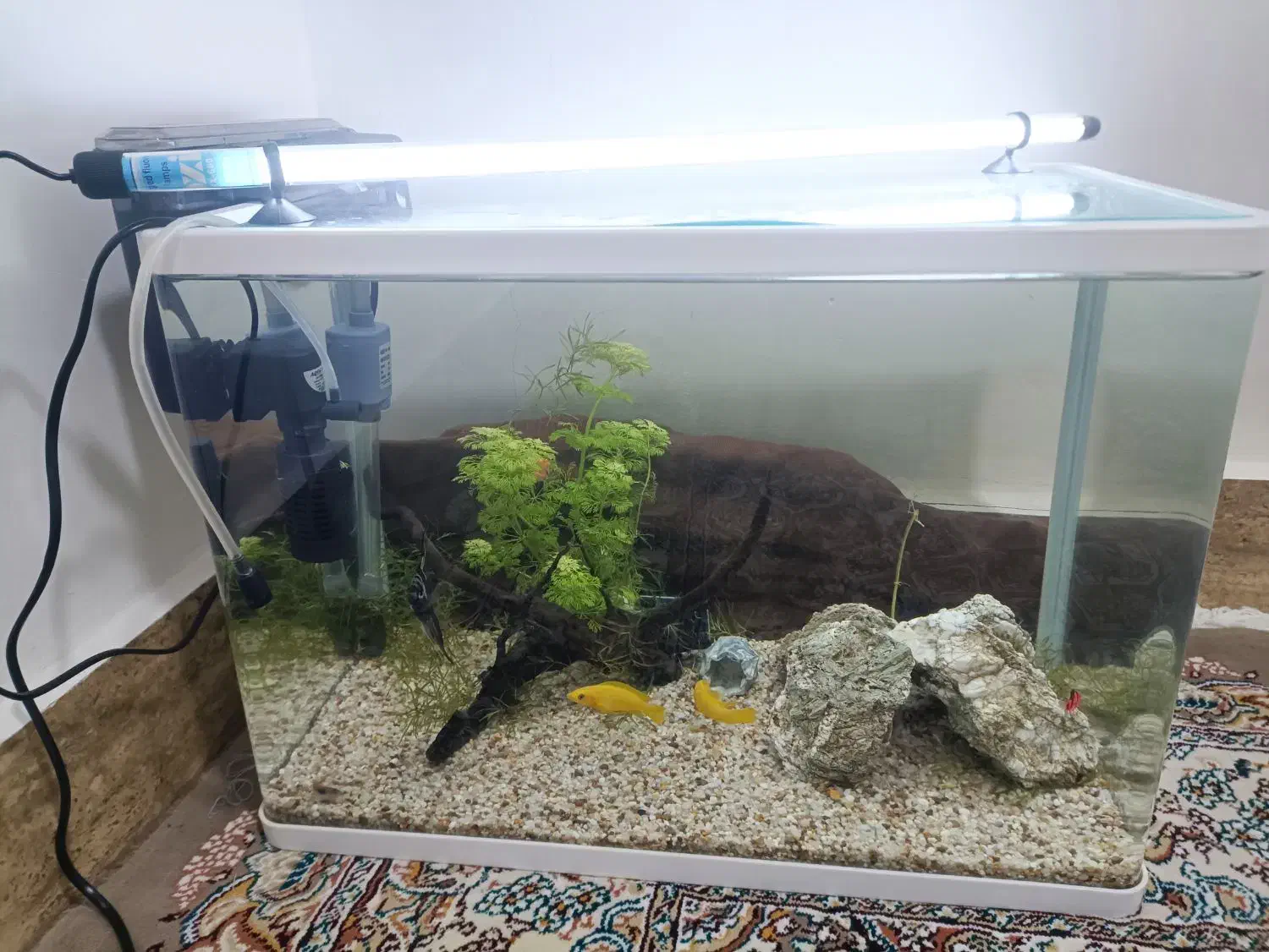 اکواریوم باهمەی تجهیزات|ماهی|پیرانشهر, |دیوار