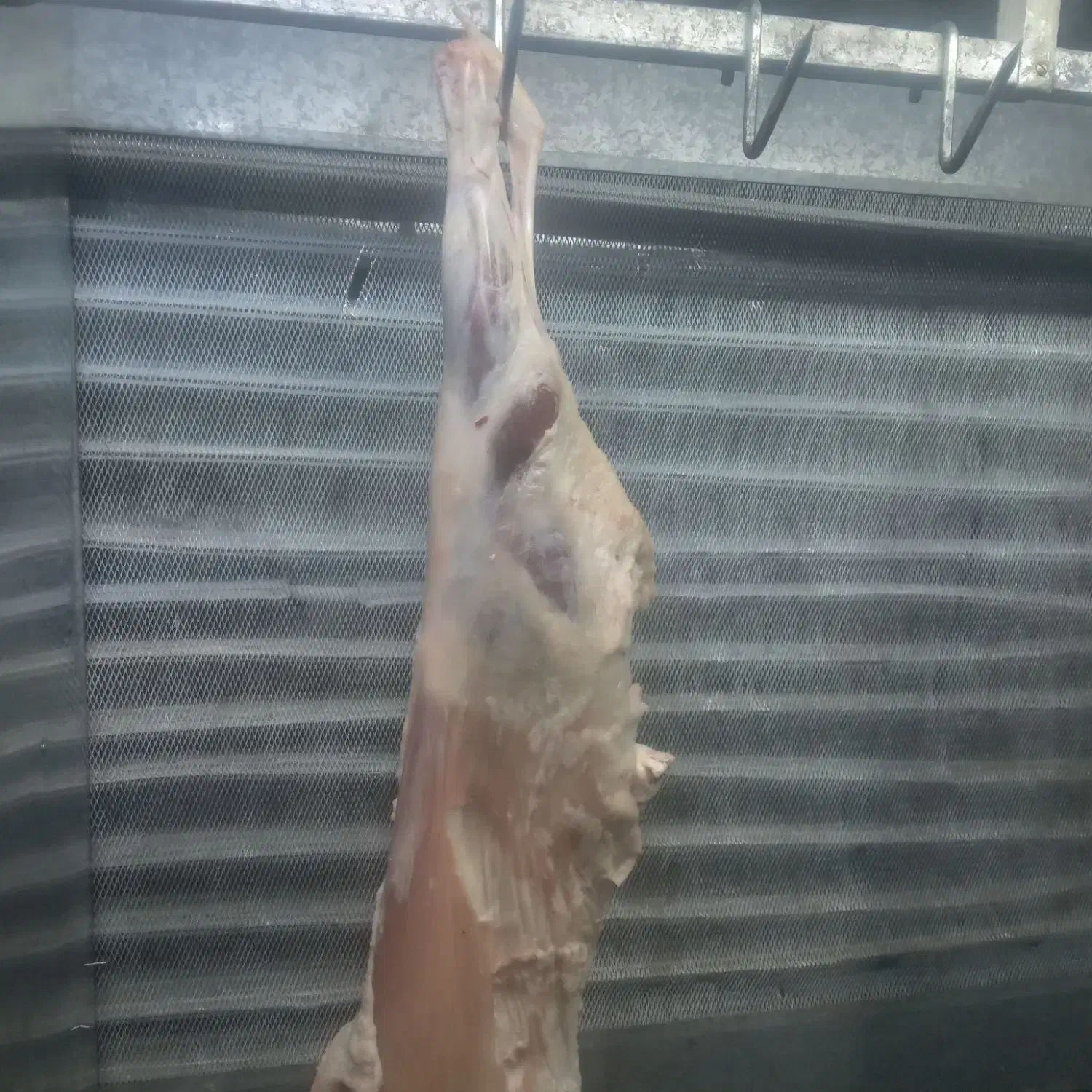 گوشت بره|خوردنی و آشامیدنی|خوسف, |دیوار