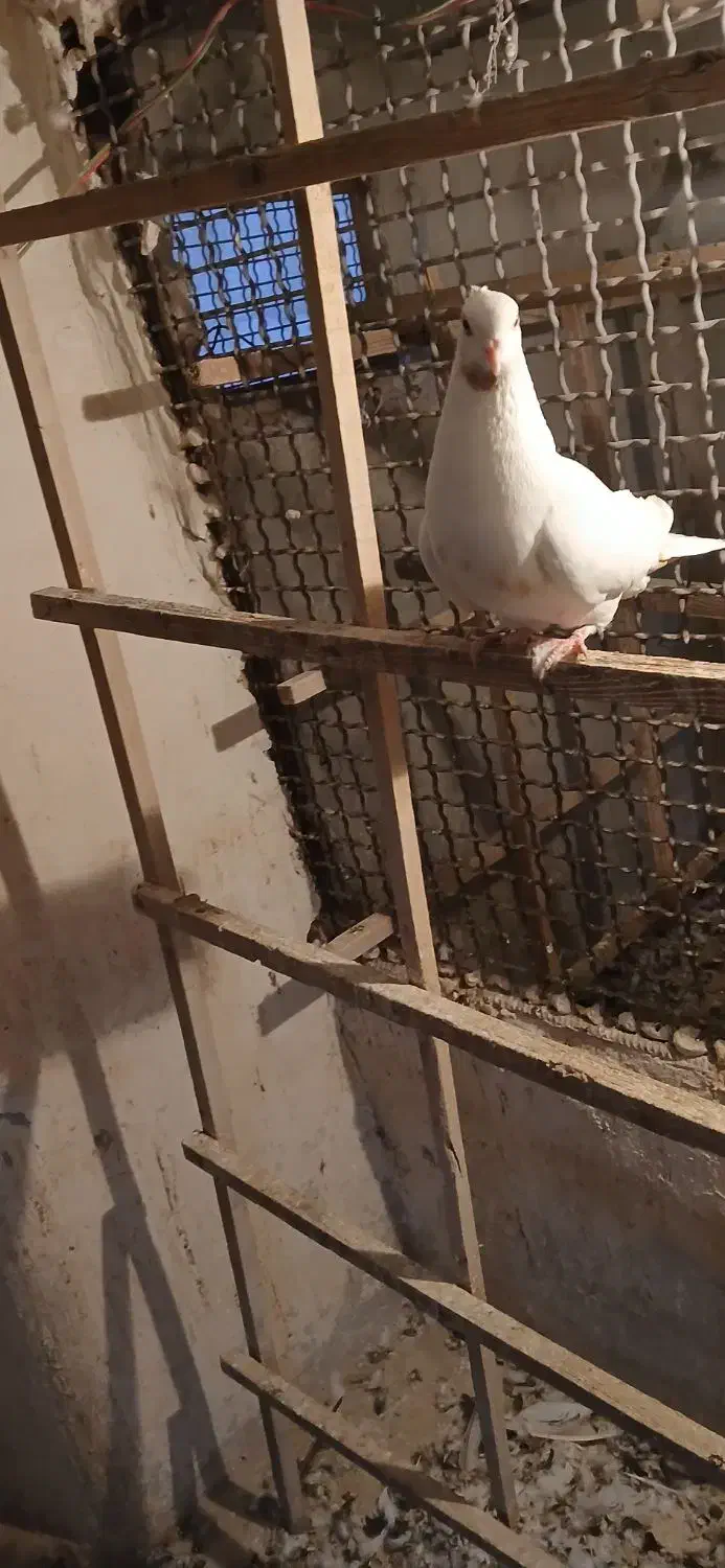 کیوتر|پرنده|قزوین, |دیوار