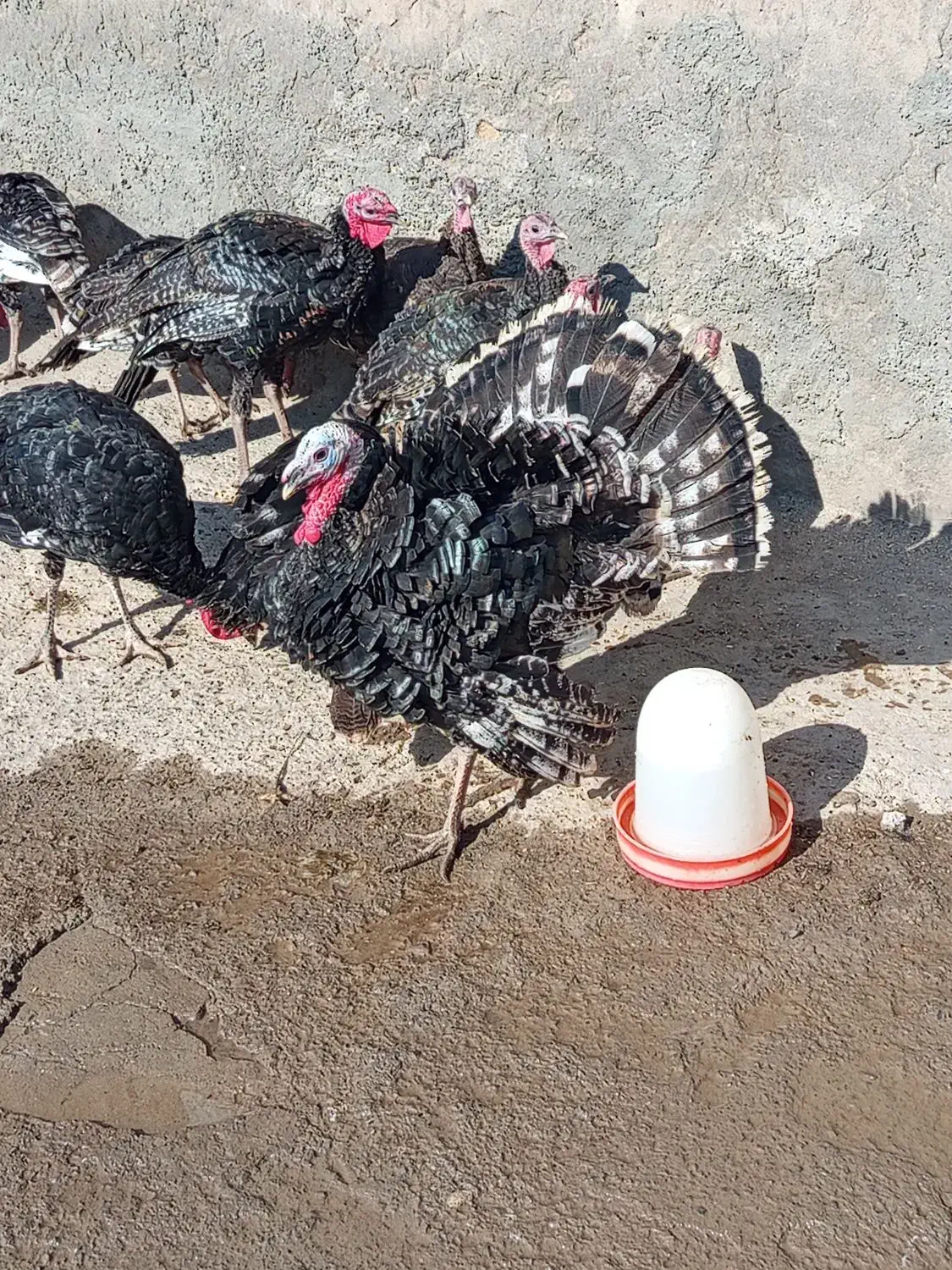 بوقلمون رویال پالم  12 عدد 30000000|حیوانات مزرعه|باسمنج, |دیوار