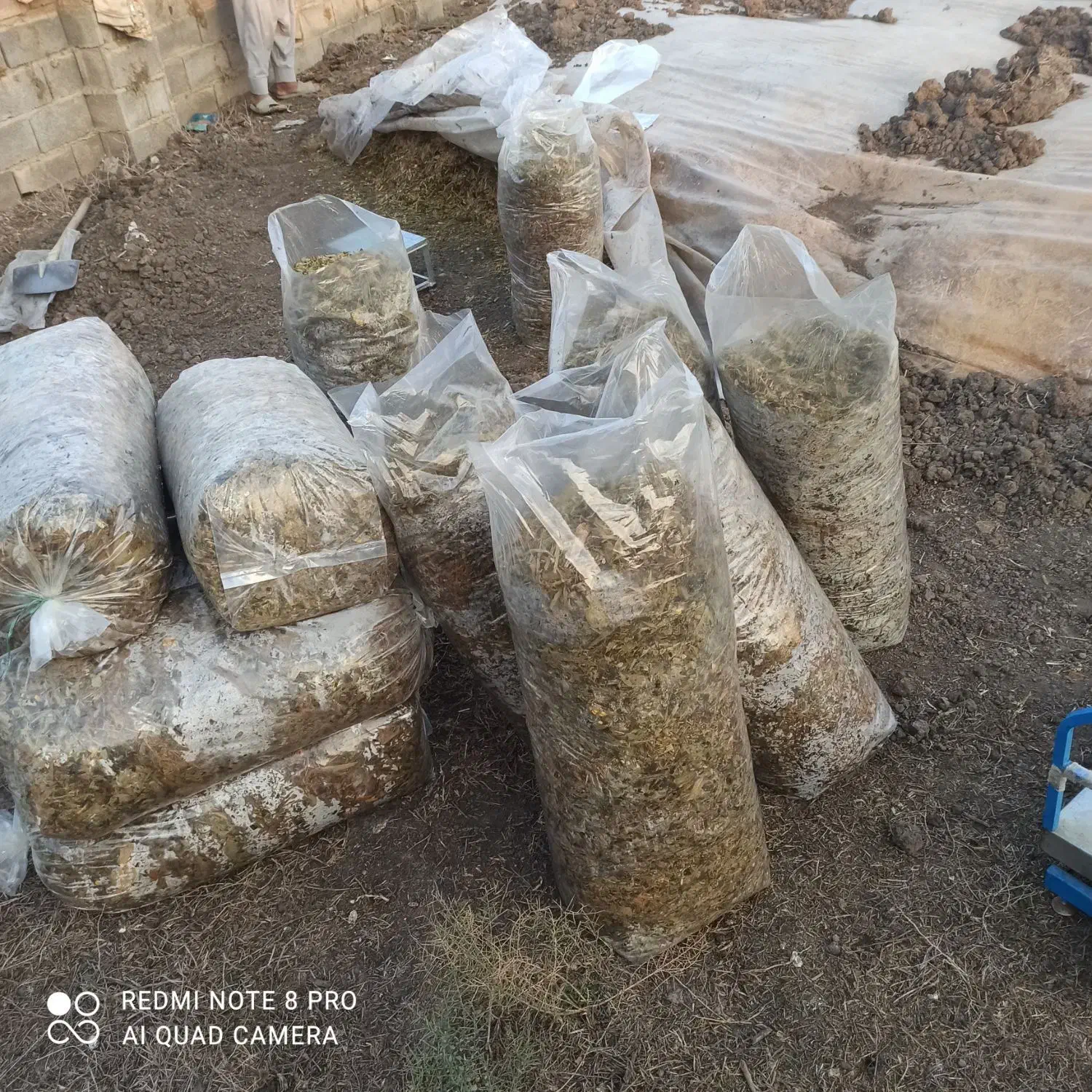 ذرت برا فروش|حیوانات مزرعه|سنگدوین, |دیوار