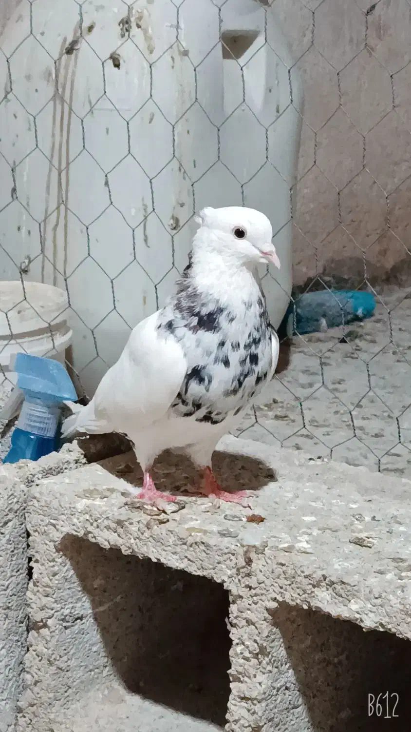 پرنده|پرنده|گتوند, |دیوار