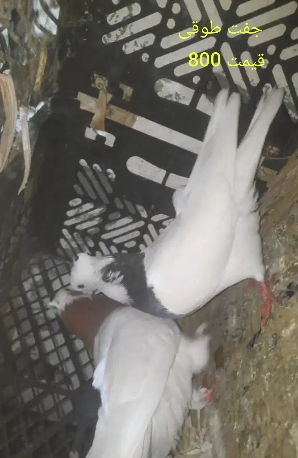 کبوتر|پرنده|خمیر, |دیوار