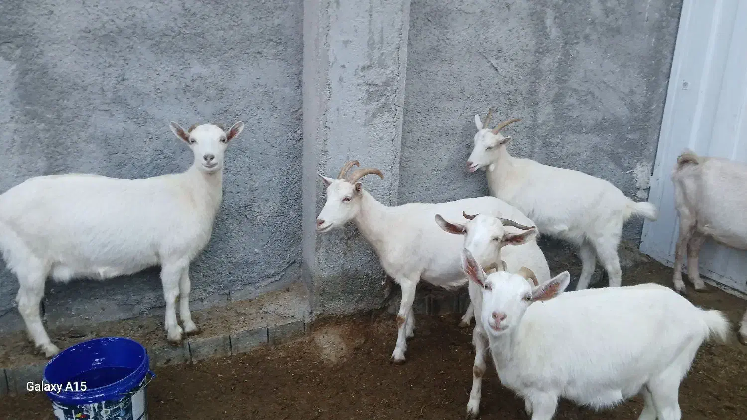 بز سانن|حیوانات مزرعه|شیروان (خراسان), |دیوار