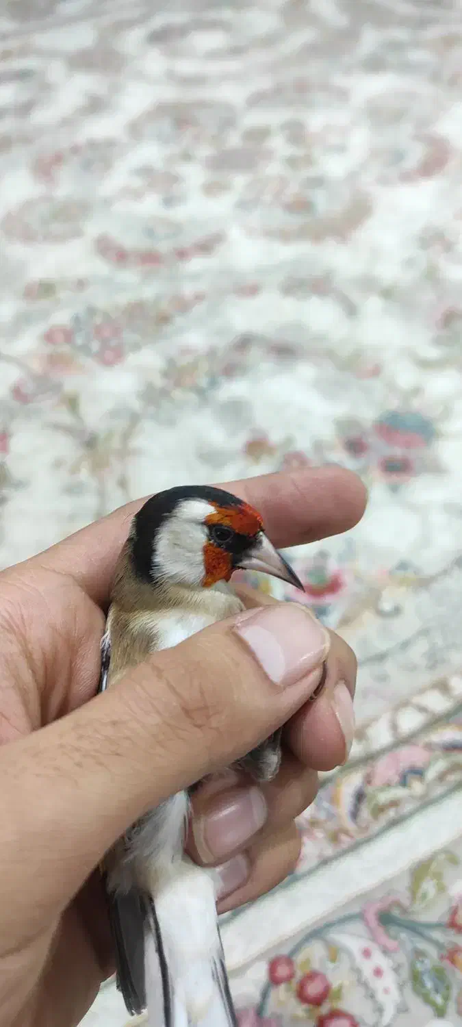 سهره چهار گل|پرنده|تهران, حر|دیوار