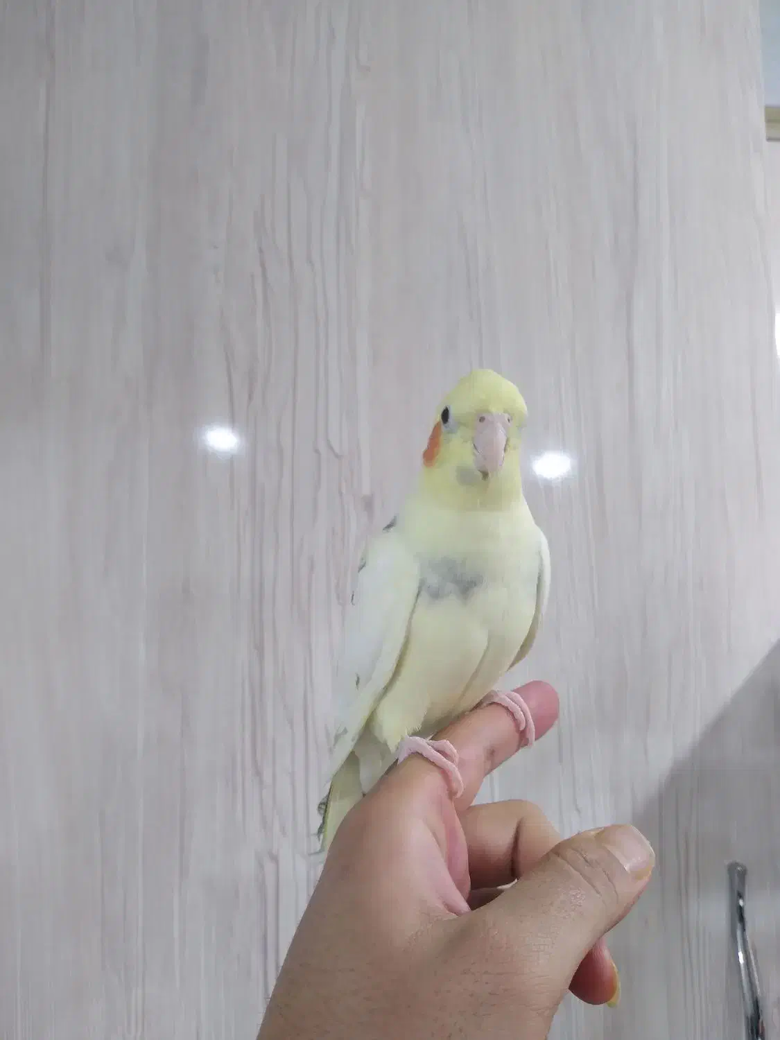 عروس هلندی|پرنده|شهر ری, علایین|دیوار