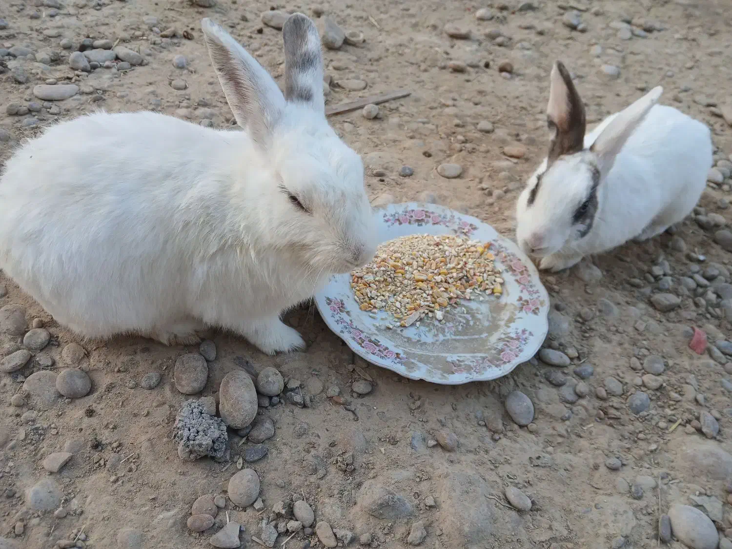 سه عددخرگوش فورش فوری|موش و خرگوش|هندیجان, |دیوار