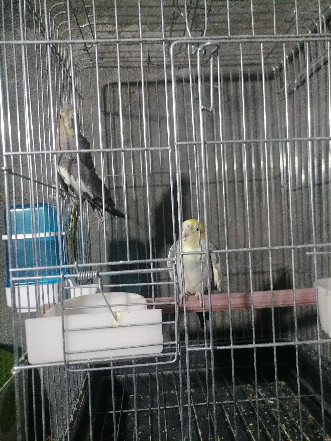 عروس هلندی|پرنده|بیرجند, |دیوار