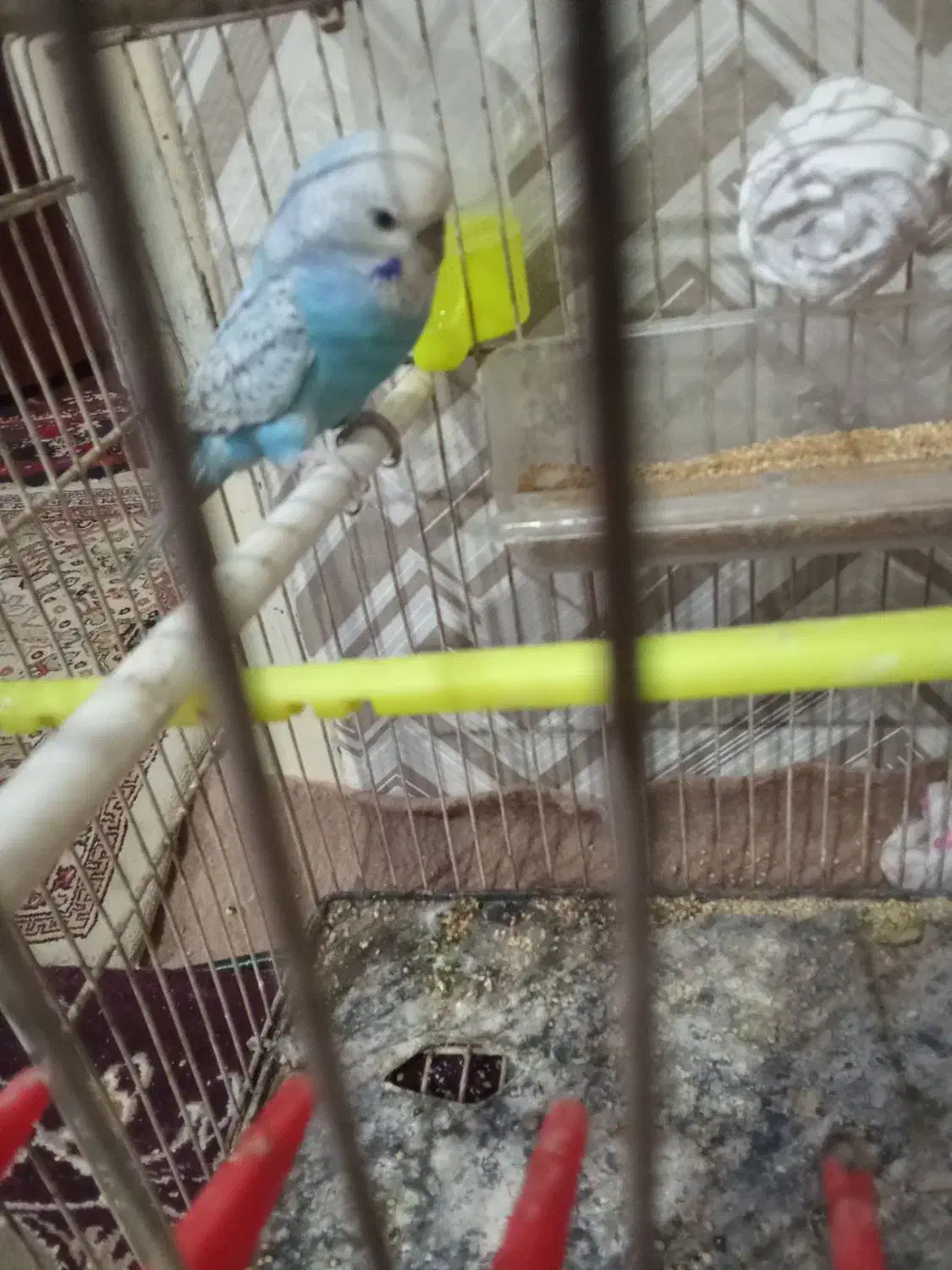 مرغ عشق نر بالغ|پرنده|جالق, |دیوار