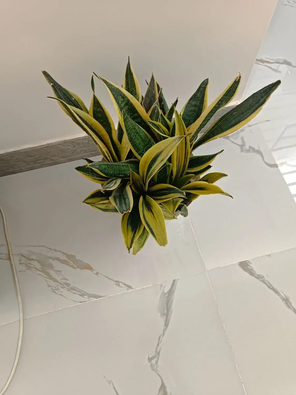 فروش گل|گل و گیاه طبیعی|داراب, |دیوار