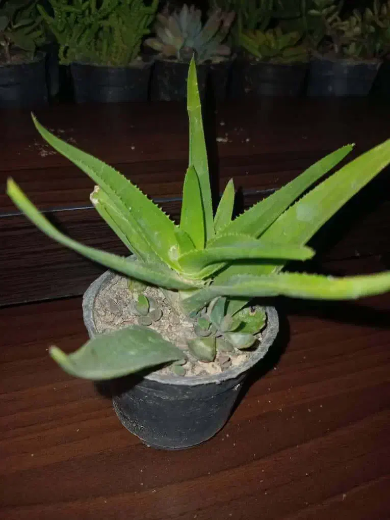 سرای کاکتوس وساکونت|گل و گیاه طبیعی|رباط‌کریم, مسکن مهر آبشناسان|دیوار