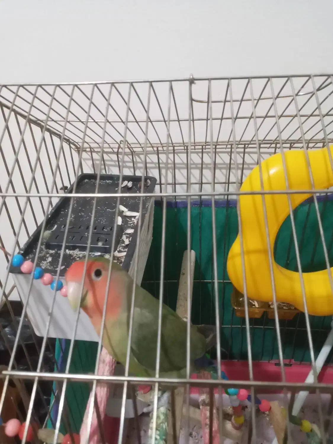 طوطی برزیلی بدون قفس|پرنده|همدان, |دیوار