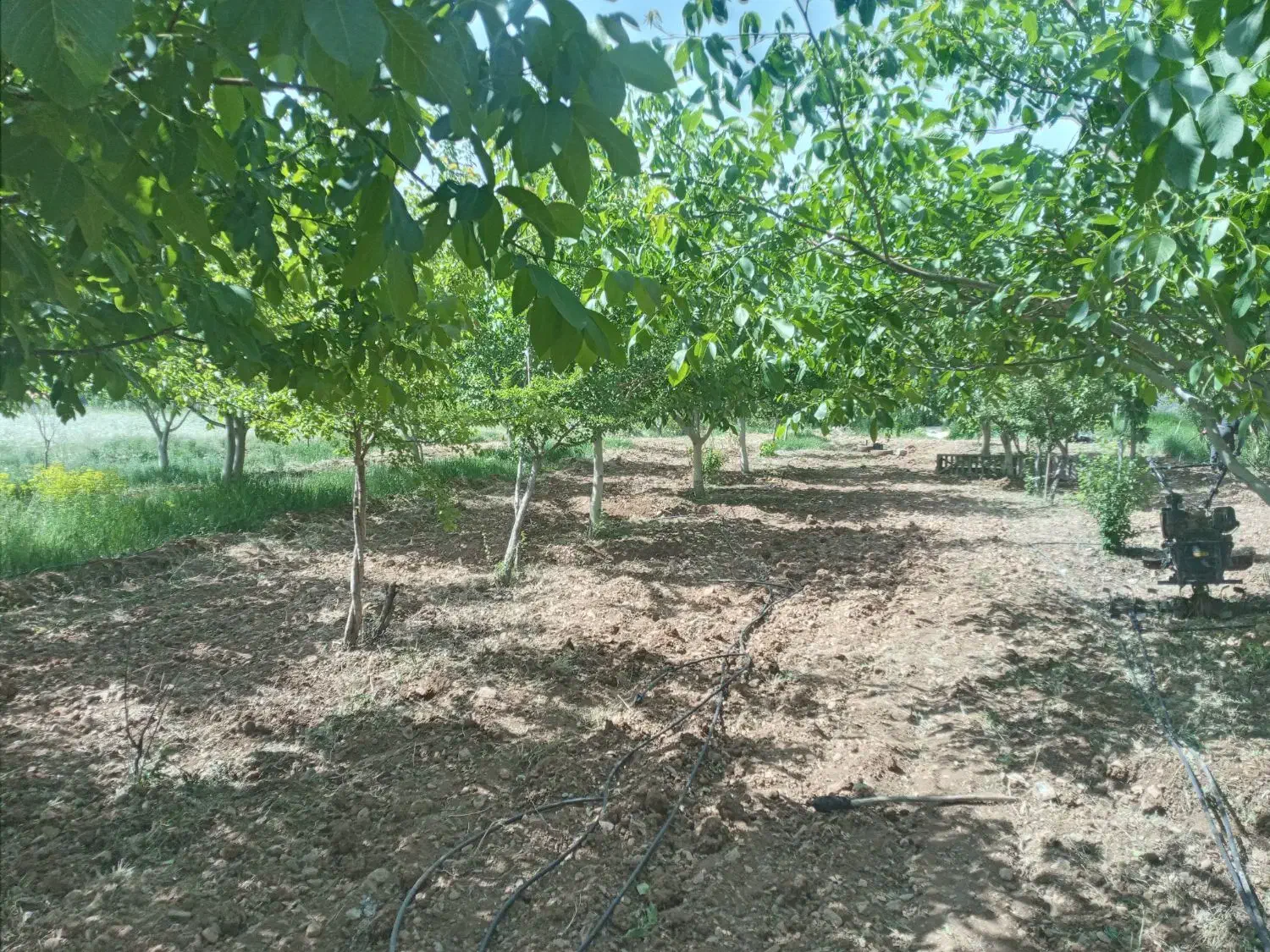 ۱۰۰۰مترباغ بااب|فروش زمین و ملک کلنگی|بوئین و میاندشت, |دیوار